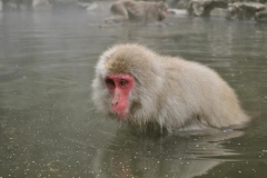 Nagano Monkey Park