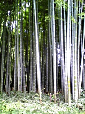 Kamakura Bamboo Garden