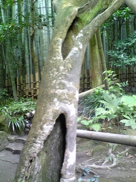 Kamakura Bamboo Garden tree